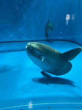 アクアワールド茨城県大洗水族館に投稿された画像（2019/11/17）