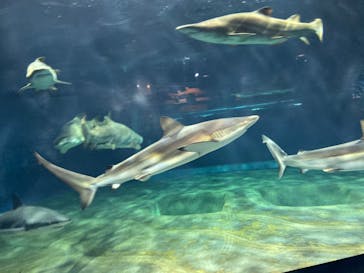 アクアワールド茨城県大洗水族館に投稿された画像（2019/11/17）