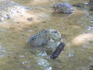 やんばるエコフィールド島風（しまかじ）に投稿された画像（2019/11/18）