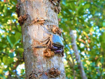 やんばるエコフィールド島風（しまかじ）に投稿された画像（2019/11/18）