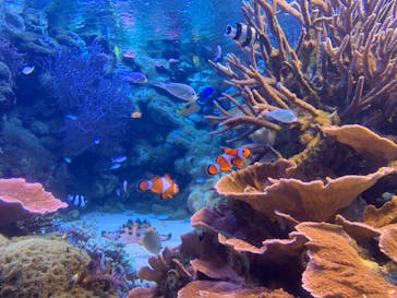 鳥羽水族館に投稿された画像（2019/11/19）