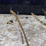 すみだ水族館に投稿された画像（2019/11/22）