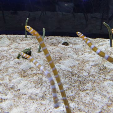 すみだ水族館に投稿された画像（2019/11/22）