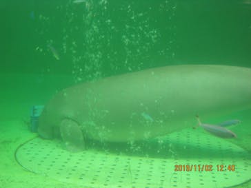 鳥羽水族館に投稿された画像（2019/11/22）