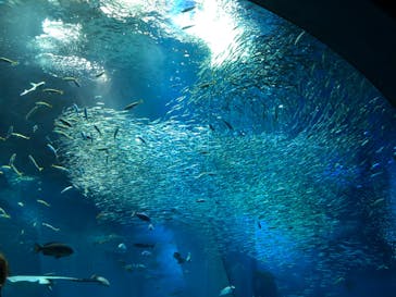 アクアワールド茨城県大洗水族館に投稿された画像（2019/11/23）