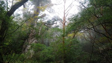 屋久島ガイドクラブに投稿された画像（2019/11/23）