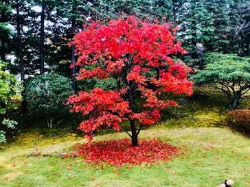 箱根美術館に投稿された画像（2019/11/24）