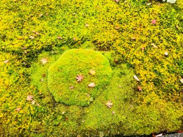 箱根美術館に投稿された画像（2019/11/24）