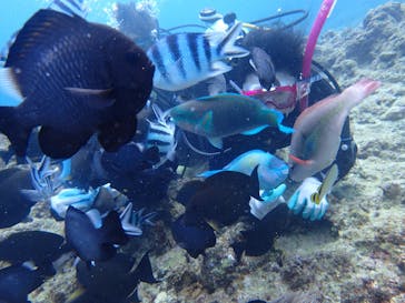 ダイビングショップ Sea Free（シーフリー）に投稿された画像（2019/11/24）