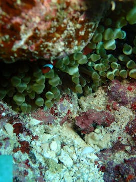 ダイビングショップ Sea Free（シーフリー）に投稿された画像（2019/11/24）