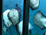 下田海中水族館に投稿された画像（2019/11/25）