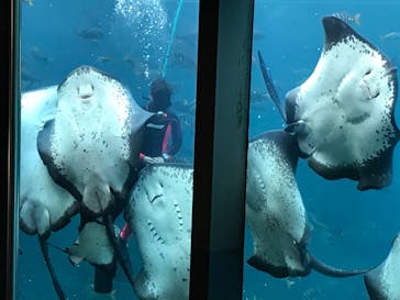 下田海中水族館に投稿された画像（2019/11/24）