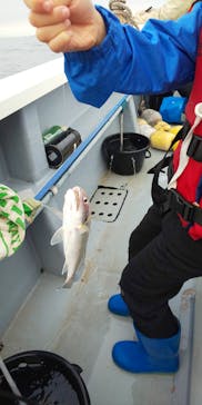 釣り船 進丸に投稿された画像（2019/11/25）