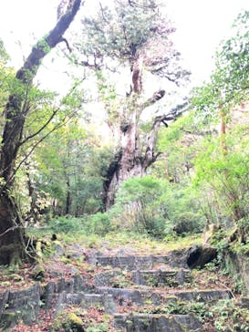 屋久島ガイドクラブに投稿された画像（2019/11/18）