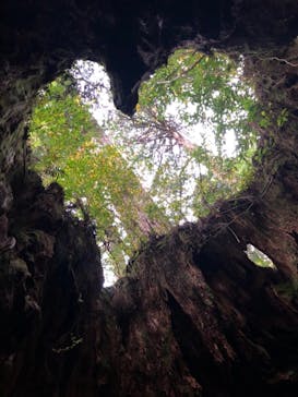 屋久島ガイドクラブに投稿された画像（2019/11/18）