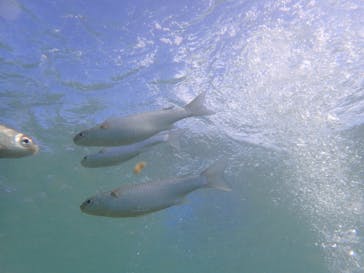 ダイビングショップ Sea Free（シーフリー）に投稿された画像（2019/11/27）