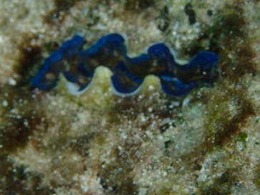 ダイビングショップ Sea Free（シーフリー）に投稿された画像（2019/11/27）