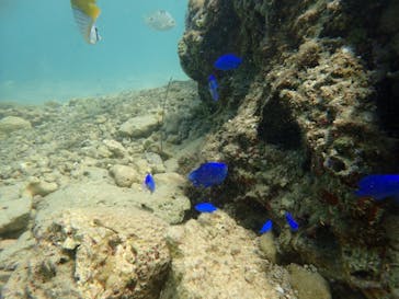 ダイビングショップ Sea Free（シーフリー）に投稿された画像（2019/11/27）