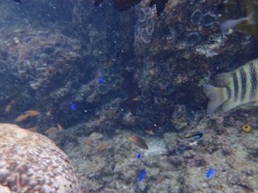 ダイビングショップ Sea Free（シーフリー）に投稿された画像（2019/11/28）