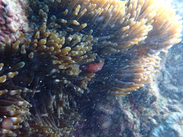 ダイビングショップ Sea Free（シーフリー）に投稿された画像（2019/11/28）