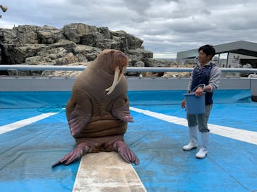 大分マリーンパレス水族館 「うみたまご」に投稿された画像（2019/11/29）