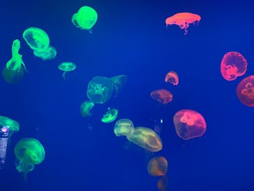 大分マリーンパレス水族館 「うみたまご」に投稿された画像（2019/11/29）