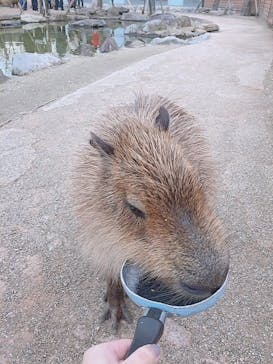 那須どうぶつ王国に投稿された画像（2019/11/30）