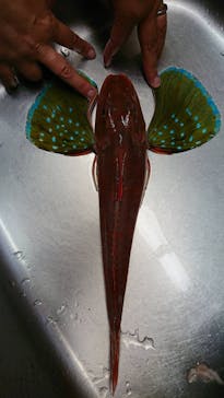 SUNNY FISHING（サニーフィッシング）に投稿された画像（2019/12/1）