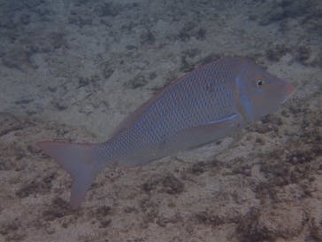 ダイビングショップ Sea Free（シーフリー）に投稿された画像（2019/12/3）