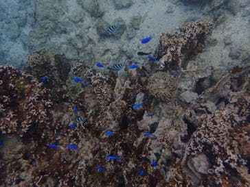 ダイビングショップ Sea Free（シーフリー）に投稿された画像（2019/12/3）