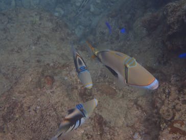 ダイビングショップ Sea Free（シーフリー）に投稿された画像（2019/12/3）