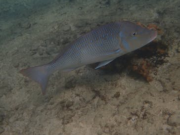 ダイビングショップ Sea Free（シーフリー）に投稿された画像（2019/12/3）