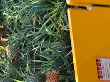 ナゴパイナップルパークに投稿された画像（2019/12/11）