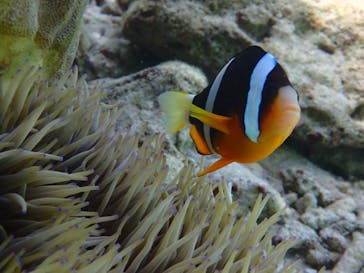 ダイビングショップ Sea Free（シーフリー）に投稿された画像（2019/12/13）