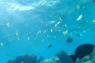 ダイビングショップ Sea Free（シーフリー）に投稿された画像（2019/12/15）