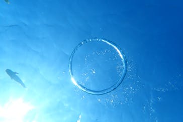 ダイビングショップ Sea Free（シーフリー）に投稿された画像（2019/12/15）