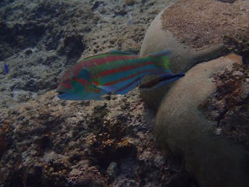 ダイビングショップ Sea Free（シーフリー）に投稿された画像（2019/12/16）