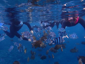 ダイビングショップ Sea Free（シーフリー）に投稿された画像（2019/12/17）