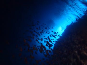 ダイビングショップ Sea Free（シーフリー）に投稿された画像（2019/12/18）