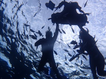 ダイビングショップ Sea Free（シーフリー）に投稿された画像（2019/12/18）