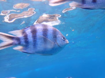 ダイビングショップ Sea Free（シーフリー）に投稿された画像（2019/12/18）