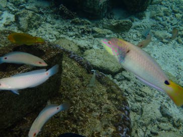 ダイビングショップ Sea Free（シーフリー）に投稿された画像（2019/12/18）