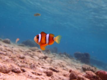 ダイビングショップ Sea Free（シーフリー）に投稿された画像（2019/12/18）