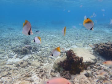 ダイビングショップ Sea Free（シーフリー）に投稿された画像（2019/12/18）