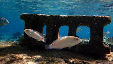 ダイビングショップ Sea Free（シーフリー）に投稿された画像（2019/12/21）