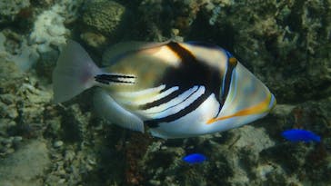 ダイビングショップ Sea Free（シーフリー）に投稿された画像（2019/12/21）