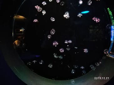 しながわ水族館に投稿された画像（2019/12/21）