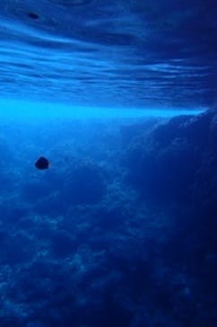 ダイビングショップ Sea Free（シーフリー）に投稿された画像（2019/12/25）