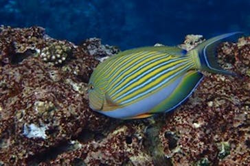 ダイビングショップ Sea Free（シーフリー）に投稿された画像（2019/12/25）