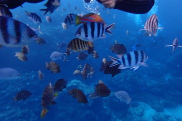 ダイビングショップ Sea Free（シーフリー）に投稿された画像（2019/12/26）